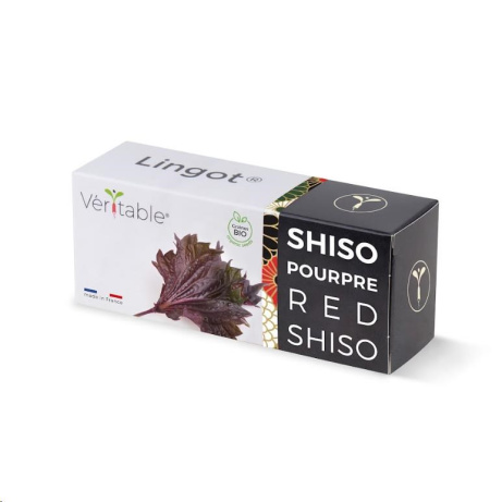 Véritable Lingot Fialový shiso - BIO